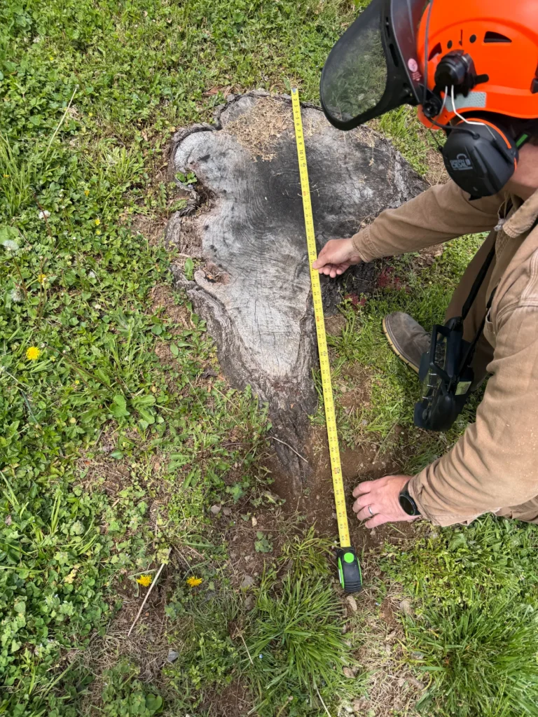 Worker measuring a large tree stump with a tape measure for stump grinding service.